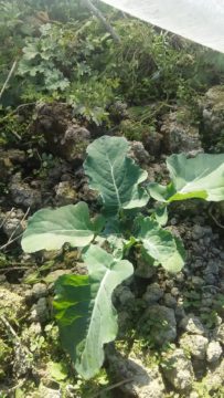 ブロッコリーの苗植え。